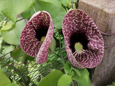 Aristolochia littoralis, photographed by Jorge Armín Escalante-Pasos