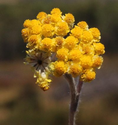 Helichrysum moeserianum, photographed by Tony Rebelo