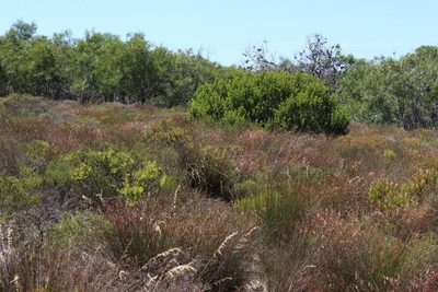 Lachnaea capitata, photographed by Tony Rebelo