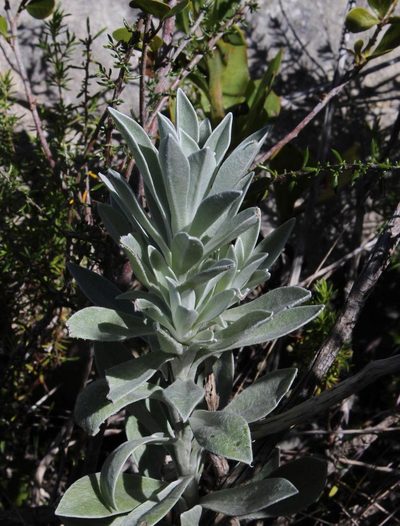 Syncarpha argyropsis, photographed by Tony Rebelo