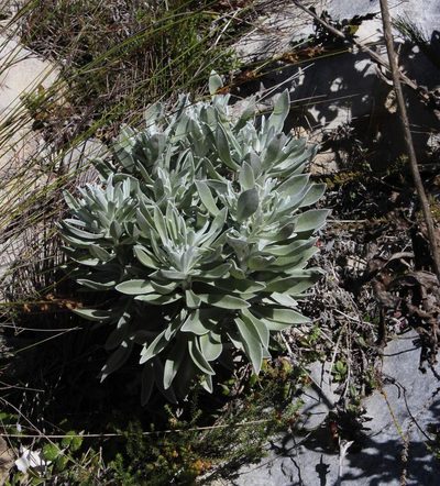 Syncarpha argyropsis, photographed by Tony Rebelo