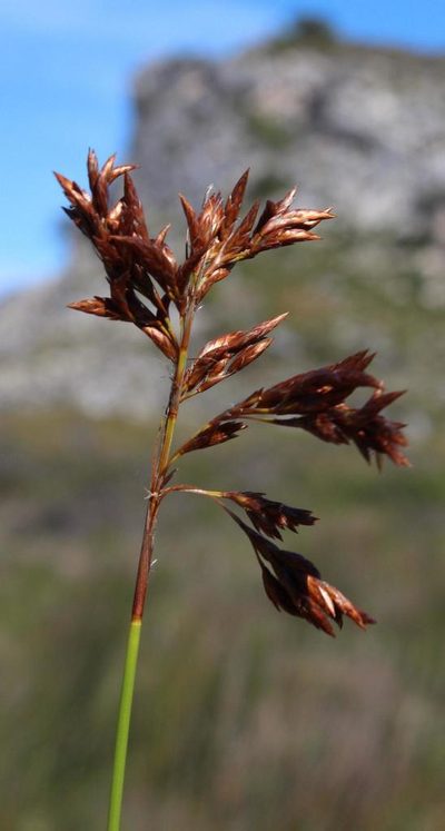 Thamnochortus erectus, photographed by Tony Rebelo