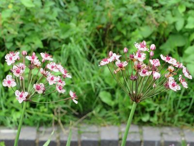 Butomus umbellatus, photographed by R Clarke