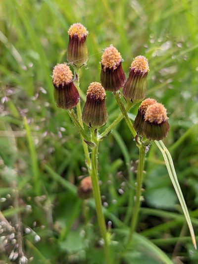 Packera pauciflora, photographed by Trevor Van Loon