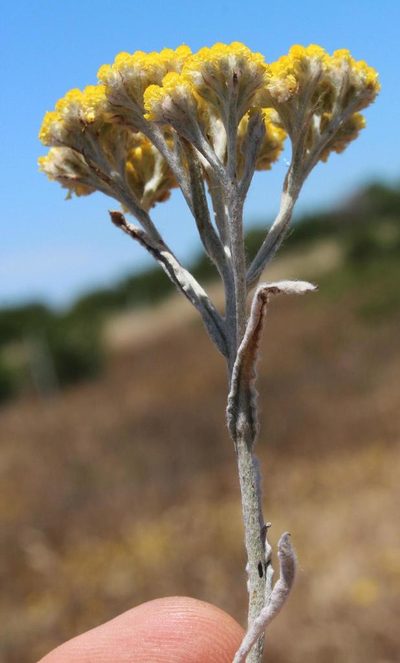 Helichrysum moeserianum, photographed by Tony Rebelo