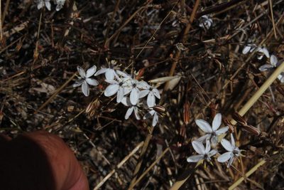 Pharnaceum lineare, photographed by Tony Rebelo