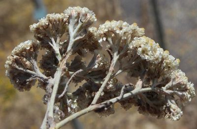 Helichrysum moeserianum, photographed by Tony Rebelo