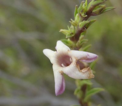 Freylinia densiflora, photographed by Nicola van Berkel