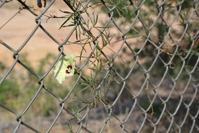 Merremia palmata, photographed by Caroline Voget