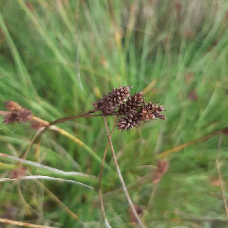 Carex extensa, photographed by Jasper