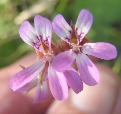 Pelargonium hypoleucum, photographed by Nicola van Berkel