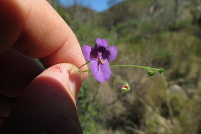 Diascia parviflora, photographed by Brian du Preez