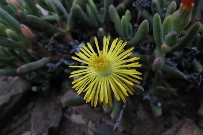 Hereroa aspera, photographed by Brian du Preez