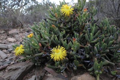 Hereroa aspera, photographed by Brian du Preez