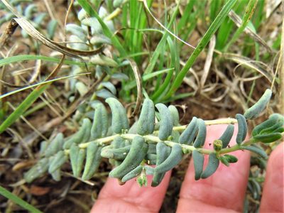 Euphorbia lata, photographed by Annika Lindqvist
