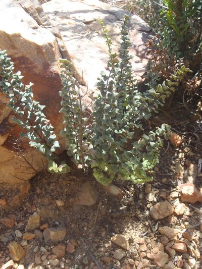 Choristosoria leucomelas, photographed by Nicola van Berkel