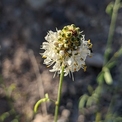 Dalea candida, photographed by Dominic Gentilcore