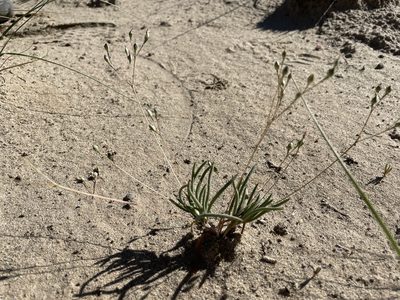 Phemeranthus parviflorus, photographed by Bobby McCabe