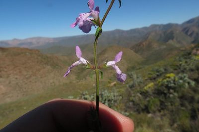 Stachys sublobata, photographed by Brian du Preez