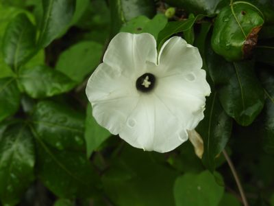 Ipomoea scopulorum, photographed by Francisco Farriols Sarabia