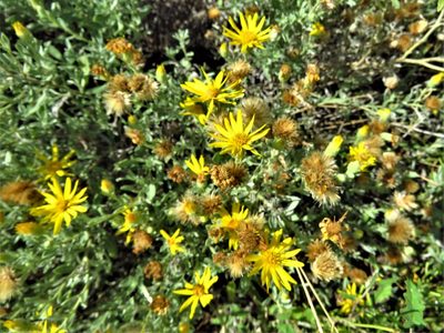 Heterotheca canescens, photographed by Annika Lindqvist