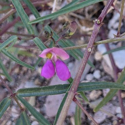 Phaseolus angustissimus, photographed by Dominic Gentilcore