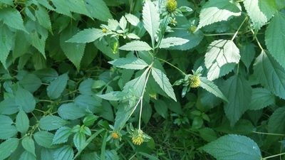 Bidens vulgata, photographed by Loopy30