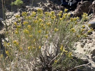 Chrysothamnus greenei, photographed by Bobby McCabe