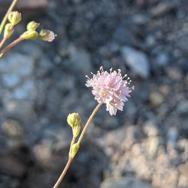 Boerhavia purpurascens, photographed by Dominic Gentilcore