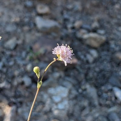 Boerhavia purpurascens, photographed by Dominic Gentilcore