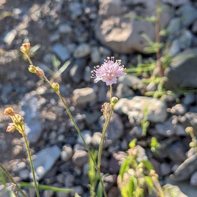 Boerhavia purpurascens, photographed by Dominic Gentilcore