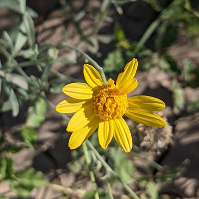 Picradeniopsis absinthifolia, photographed by Dominic Gentilcore
