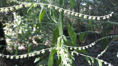Hackelia virginiana, photographed by Lindsey G.