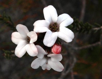 Adenandra viscida, photographed by Tony Rebelo