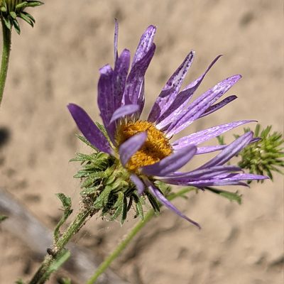 Machaeranthera tanacetifolia, photographed by Dominic Gentilcore