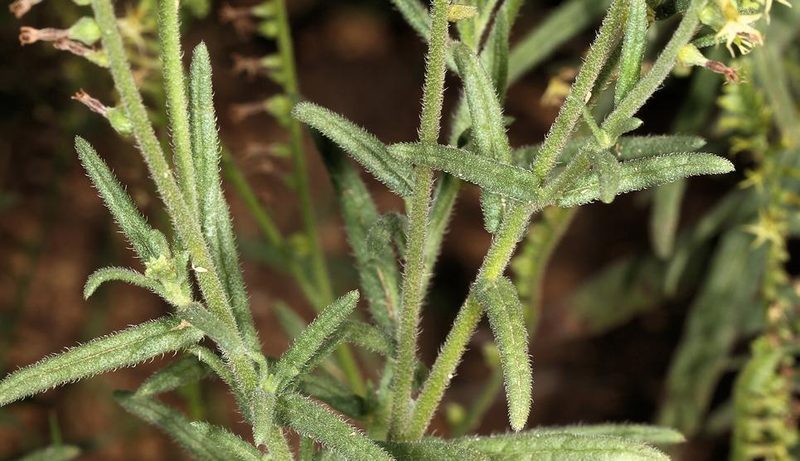 Heliotropium zeylanicum, photographed by Wynand Uys