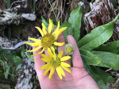 Senecio pseudoarnica, photographed by Daniel Kennedy