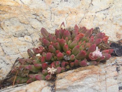 Delosperma esterhuyseniae, photographed by Nicola van Berkel