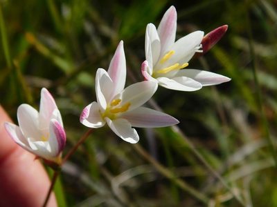 Geissorhiza inflexa, photographed by Klaus Wehrlin
