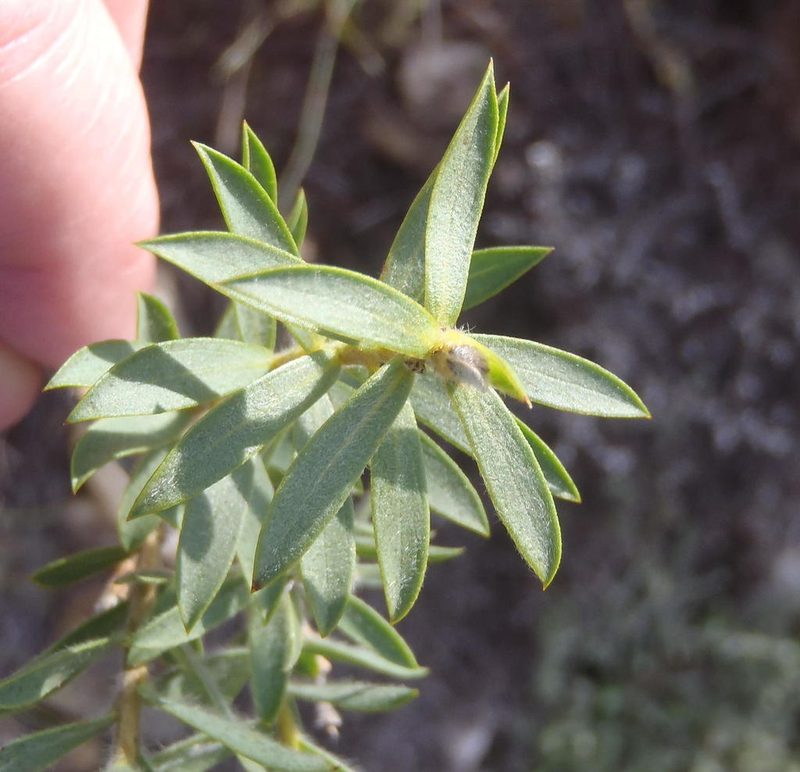 Liparia racemosa, photographed by Nicola van Berkel