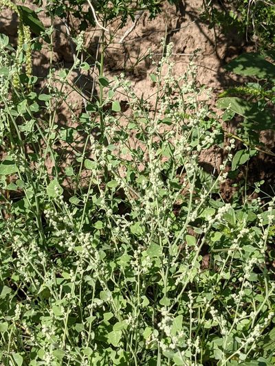 Chenopodium fremontii, photographed by Dominic Gentilcore