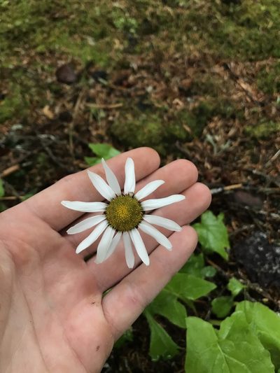 Arctanthemum arcticum, photographed by Daniel Kennedy
