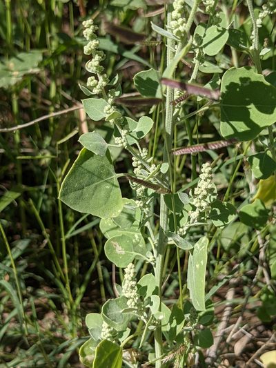 Chenopodium fremontii, photographed by Dominic Gentilcore