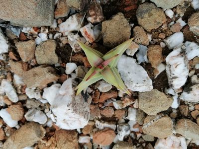 Crassula congesta, photographed by Tim Kirsten