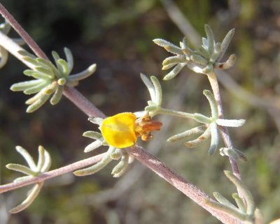Aspalathus digitifolia, photographed by Nicola van Berkel