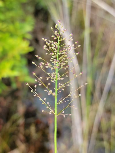 Dichanthelium erectifolium, photographed by Jay Horn