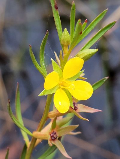 Ludwigia linifolia, photographed by Jay Horn