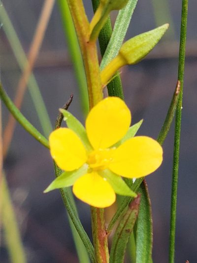 Ludwigia linifolia, photographed by Jay Horn