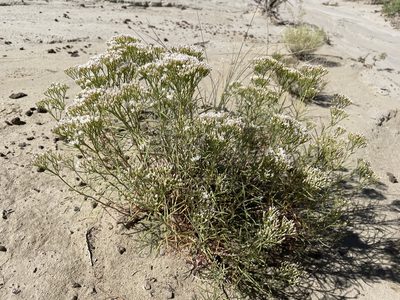 Eriogonum leptophyllum, photographed by Bobby McCabe