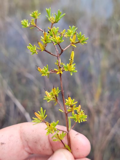 Hypericum limosum, photographed by Jay Horn